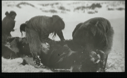 Image of Three Inuit butchering a musk-ox